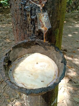 sap from rubber trees tapped in containers