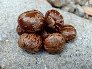 seeds from the fruit of the rubber tree