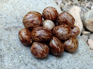 seeds from the fruit of the rubber tree