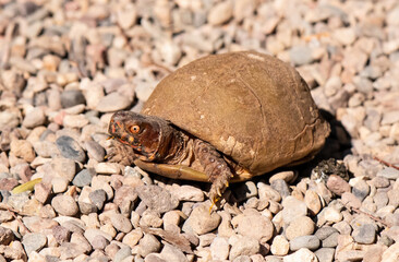 An adult box turtle with red eyes is sitting with its head out.