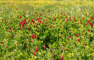 Agricultural field of flowering crimson clover (Trifolium incarnatum) in the springtime. Selective focus.