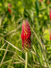 Agricultural field of flowering crimson clover (Trifolium incarnatum) in the springtime. Selective focus.