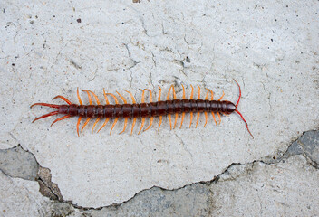 Obraz premium A centipede on a large green leaf It is a poisonous animal and has a lot of legs. It's on concrete background.