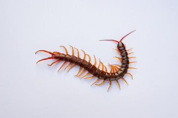 Centipede is a poisonous animal with many legs that can bite and release poison to enemies. It's on white background.