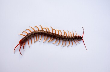 Centipede is a poisonous animal with many legs that can bite and release poison to enemies. It's on white background.