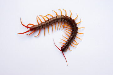 Centipede is a poisonous animal with many legs that can bite and release poison to enemies.	