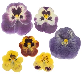 Foto op Aluminium Pressed and dried flower pansies or violet, isolated on white background. For use in scrapbooking, floristry or herbarium. © svrid79