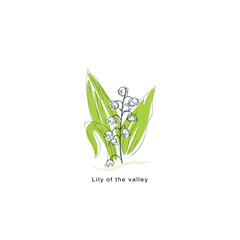Lily of the Valley  Vector Illustration