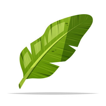 Banana leaf vector isolated illustration