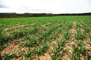 Fototapeta na wymiar Endless green farm fields with growing wheat in spring and blue sky
