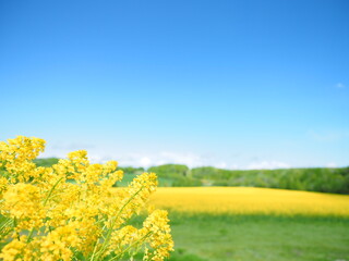 北海道の絶景 安平町の美しい菜の花畑