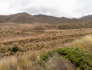 alpaca animals in a valley with grass and mountains in the background in north of Argentina
