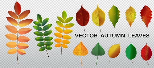 Cute vector set with yellow and orange leaves. Autumn leaves set. Oak leaf, fallen leaves of beech and maple. isolated on white background.