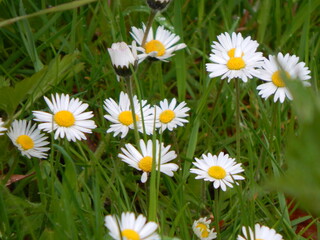 daisies in a field