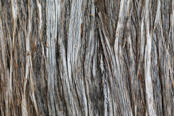 Texture structure of bark of Platycladus orientalis
