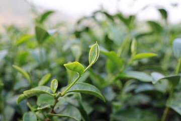 Green tea leaves in a tea plantation Closeup, Top of Green tea leaf in the morning