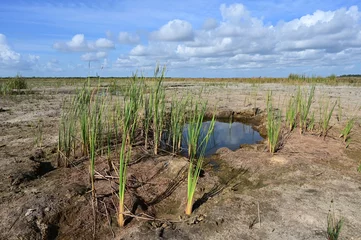 Rugzak Solution hole holding scarce water in severe drought in Everglades National Park, Florida in early summer. © Francisco