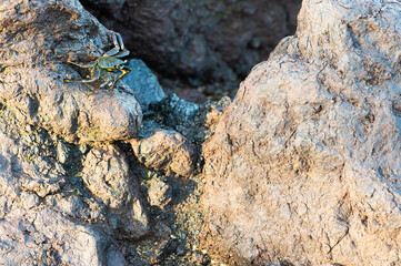 A crab on a rock on a rocky beach