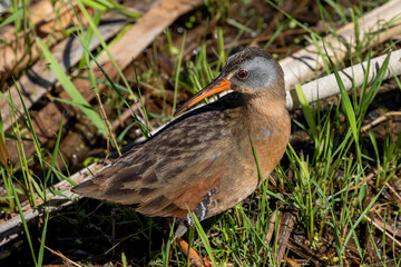 The Virginia rail (Rallus limicola). Natural scene from Wisconsin.