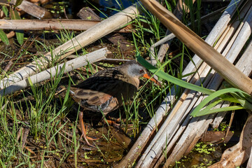 The Virginia rail (Rallus limicola). Natural scene from Wisconsin.