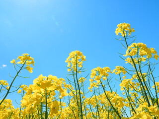 Obraz premium 安平町の美しい菜の花と青空