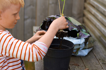 Young boy is putting plant of a sunflower  into a pot with soil