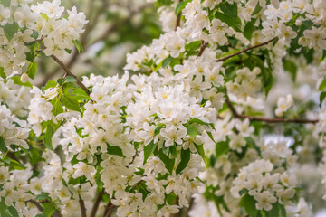 White blossoming apple trees. White apple tree flowers