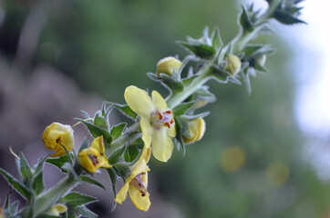 Fototapeta premium Planta silvestre con flores amarillas y pimpollos