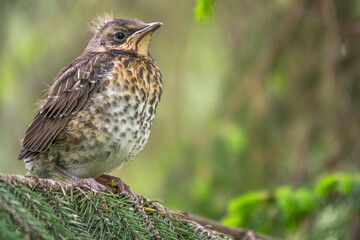 A fieldfare chick, Turdus pilaris, has left the nest and is sitting on a branch. A chick of fieldfare sitting and waiting for a parent on a branch.