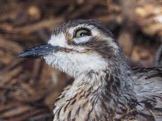 Sensitive observant Bush Stone-Curlew with keen piercing yellow eyes.