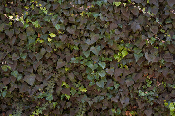 Texture of vine. Green color. Background for designs
