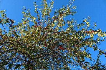 branches against blue sky
