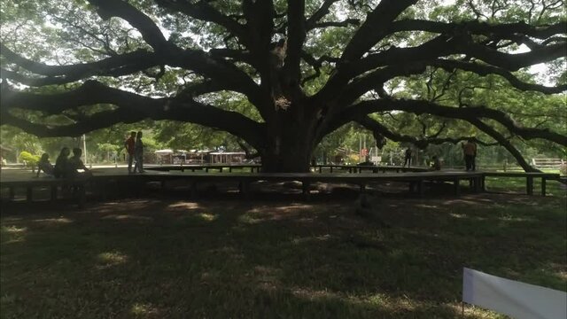 Giant Monkey Pod Tree aerial view in Kanchanaburi Thailand