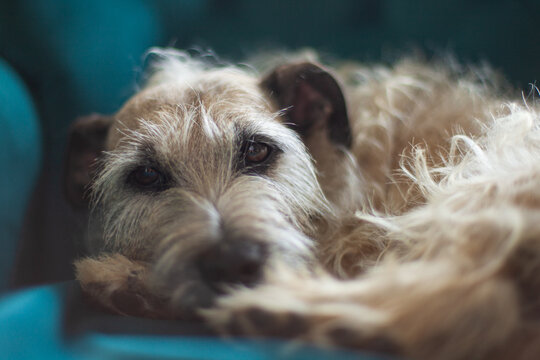 Closeup shot of an Irish Terrier resting on a blue surface