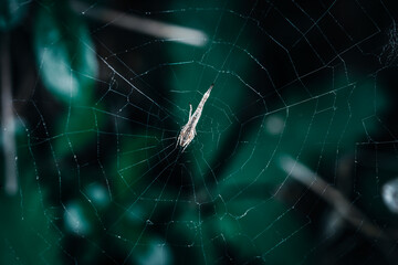 Beautiful close-up view of spider and spider web in front of blurred green color background. Spider fragment macro shot local focus. Horizontal abstract texture with blurred background for design.