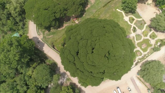 Giant Monkey Pod Tree aerial view in Kanchanaburi Thailand