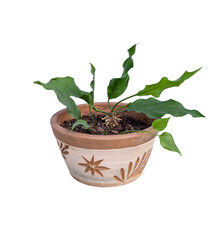 plant in a pot