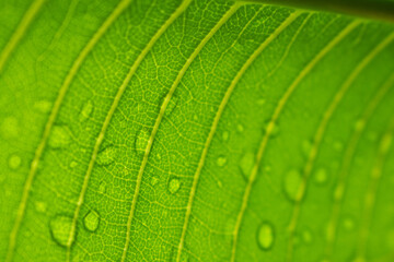 green leaf with water drops