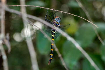 River cruiser dragonfly on a branch in the forest