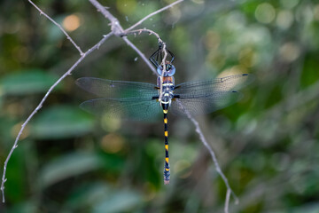 River cruiser dragonfly on a branch in the forest