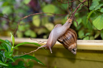 Snails moving from one leaf to another 