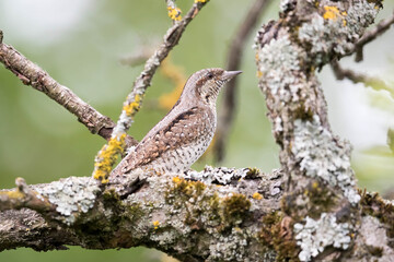 Wendehals (Jynx torquilla)