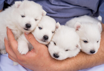four Japanese Spitz puppies in the hands of a man. cute white fluffy dogs. 