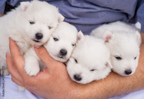 Four Japanese Spitz Puppies In The Hands Of A Man Cute White Fluffy Dogs Wall Mural Andrey Four Japanese Spitz Puppies In The Hands Of A Man Cute White Fluffy Dogs Wall Mural Andrey
