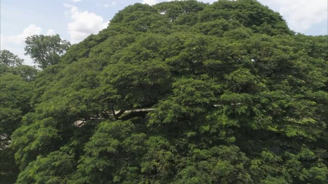Giant Monkey Pod Tree a big tree in Kanchanaburi Thailand