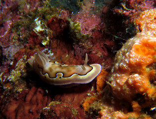A Goniobranchus Coi nudibranch Boracay Philippines 