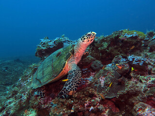 A Hawksbill turtle resting on corals Boracay Philippines 