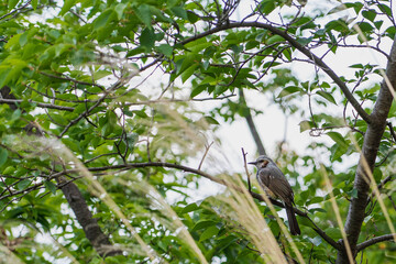bird on a branch