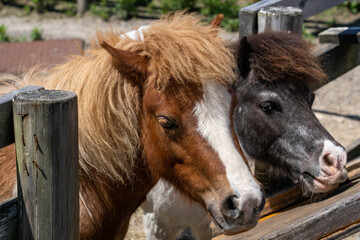 Obraz premium Two Horses