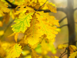Oak branches with yellow leaves in autumn park